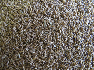 Pasteve opatrenie týždenne - 25 kg