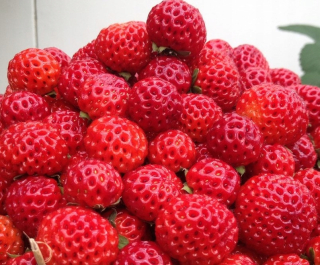Framberry jahodové malinové jahody