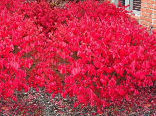 Winged Euonymus 'Horiaci krík' č. 1506