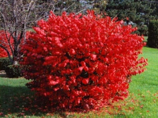 Konzervovaný euonymus 'compactus' - horiaci krík