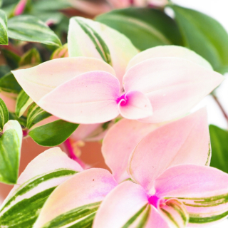Tradescantia 'Tricolor' Multi -Colored XL