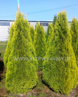Tuja Golden Smaragd 200-220 cm yned Gold