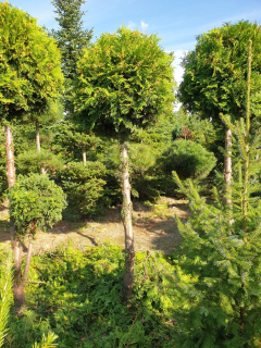 Tuja Brabant Kula; 2,5 - 3 m; výrobca