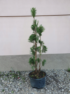 Smaragdová tuja rezaná na bonsai