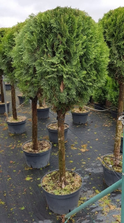 Thuja Emerald sa nakrájal na veľkú guľôčku fi 60 -80 cm