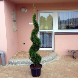 Thuja Emerald nakrájaný na špirálu 160 cm