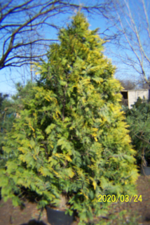 Thuja Thuja veľký exemplár 14 rokov starý žltý iný tis