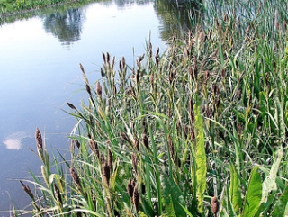 Boreania (Carex Riparia) Cuttings 1 000 ks