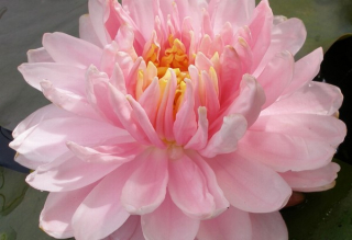 W39 Water Lily 'Lilypons' (nymphaea)