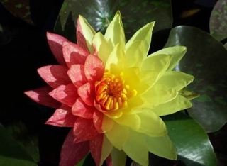 W50 Two -Color Water Lily 'Wanvisa' New !!