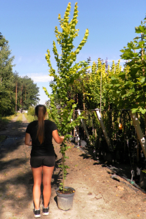 Dutch Wreddei (Ulmus Hollandica Wredei)
