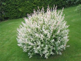 Hakuro Willow Nishiki krík