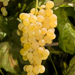 Biela hrozna Bianca Sweet Grape Vine