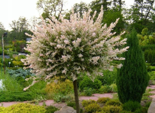 Japonský vŕbok v Willow Hakuro Nishiki 150 cm vakcinovaný