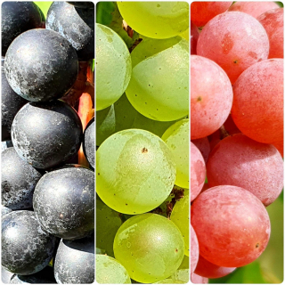 Vinica pre našu klimatickú Aurora, Reliance, Zilga 1L