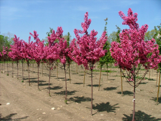 Čerešňa 'prunus serrulata' kanzan