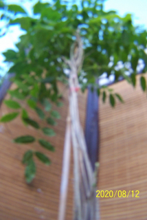 Violet Wisteria, Cumpet Glycine, iný stĺpec