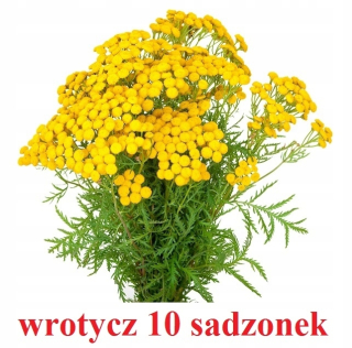 Cesty spoločných - odrezok 10 koksov v kliešťoch