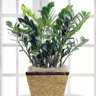 Zamiokulkas spoľahlivý Zamioculcas ZAZYFOLIA