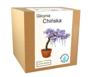 Bonsai Glycynia Chinska Wisteria Set