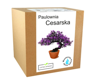 Bonsai Rastúci set paulownia cisársky strom strom