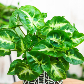 Zroślicza - módne miniatúrne syngonium pixie