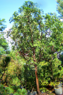 Aldi Tuja Pienna Thuja 2,20 m Vzorka