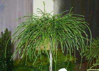 Obrie Thuja Thuja Whipcord PA 80-100CM C5