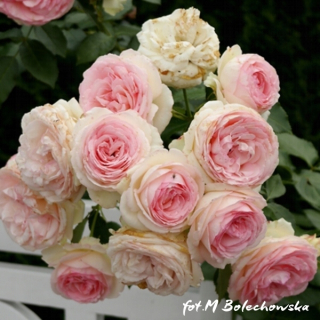 ACM Low Rose Eden Eden Rose Charming Flowers 5L