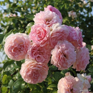 ACM Wrack Rose Rose de Tolbiac rezistentná a trvalá C3