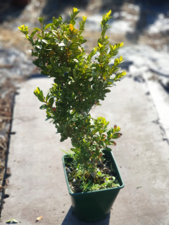 buxus 30-50 črepník 17 500 ks