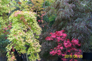Japonská palmová javorová vakcinovaná Pendula Okai