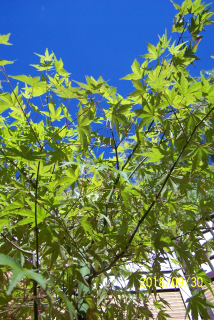 Palm Maple vakcinovaný japonský guasi iný