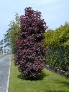 Crimson Sentry Crimson Sentry veľké sadenice 300 cm