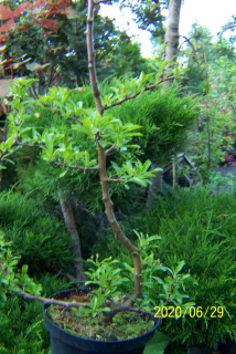 Oheň vakcinovaný mini bonsai