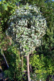 Euilleel Ellipso očkovaný mini azalea tis
