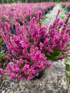 Heather Heather Pot 11 paket 50 ks