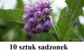 Medical Comfrey Seedlings 10 ks - rýchla preprava