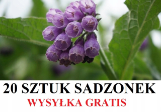 VIFment Medical Spipress 20 ks - Doprava zdarma